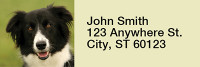 Bouncing Border Collie Rectangle Address Labels | LRRDOG-68