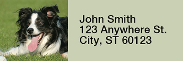 Bouncing Border Collie Rectangle Address Labels | LRRDOG-68